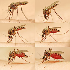 The Stages of a Mosquito Bite collage. - 61786844