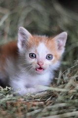 Котёнок