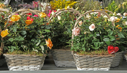 paniers de roses