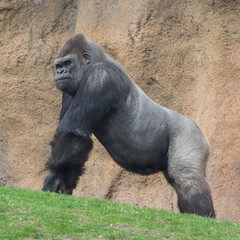 Gorilla © tsepova