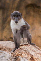 Portrait of sooty mangabey