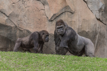 Two gorrilas talking © tsepova