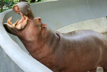 The hippopotamus in the zoo