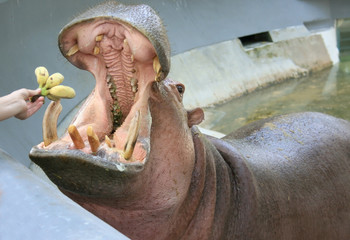 The hippopotamus in the zoo