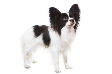 Beautiful papillon dog standing on isolated white