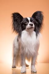 Beautiful papillon dog sitting on pink background