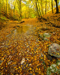 Fototapeta premium Nice autumnal scene