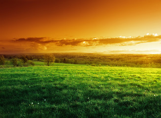 field of spring grass in sunset time