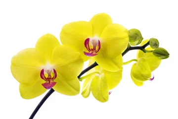 Photo sur Plexiglas Orchidée orchidée