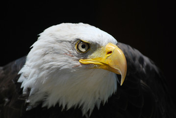 Aquila reale