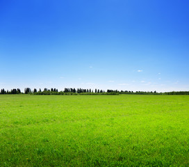 field of spring grass and forest