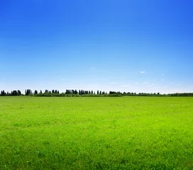Deurstickers field of spring grass and forest © Iakov Kalinin