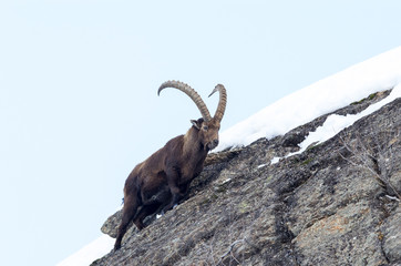 stambeccosulla neve, cielo di sfondo