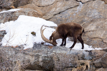 Stambecco sulla roccia, neve, mangia