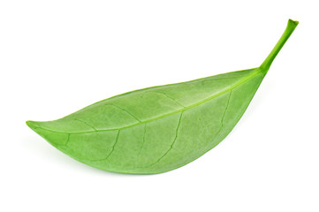 Fototapeta premium green tea leaf