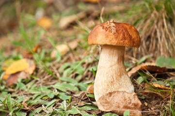 mushroom in forest
