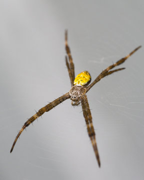 Hawaiian Garden Spider Waiting For Food