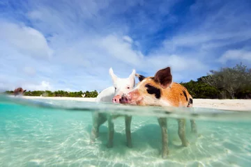 Foto op Plexiglas Swimming pigs of Exuma © BlueOrange Studio