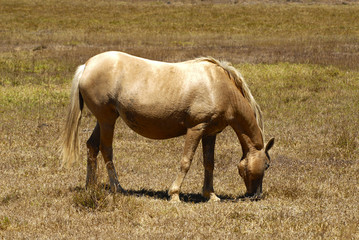 Obraz premium Palomino Mare