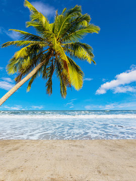 Coconut tree at white beach