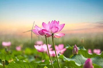 Fotobehang Lotusbloem lotusbloem met windmolenpark in zonsondergang