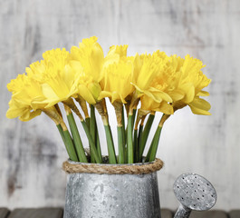 Daffodils in silver watering can on grey wooden table