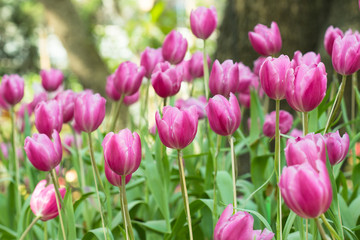 Pink beautiful tulips field