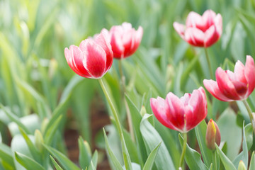 Close up beautiful red tulip field