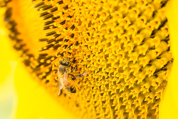 Close-up Bee on sunflower