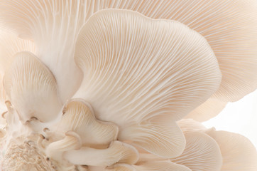 Oyster mushroom - obrazy, fototapety, plakaty