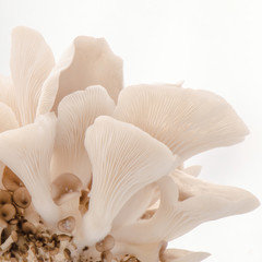 Oyster mushroom