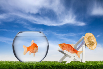 fish freedom concept