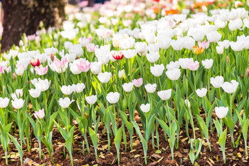 White beautiful tulips field