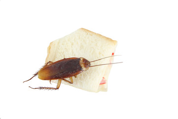Cockroach died after eating poison bread.