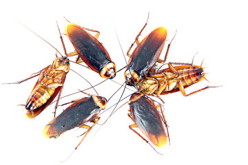 Many Cockroaches isolated.