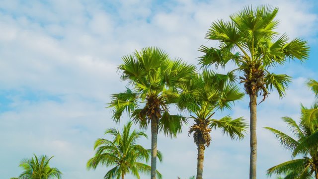 Video 1920x1080 - Tropical palm trees on sky background
