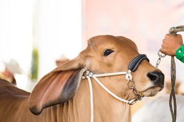 Beef cattle judging contest