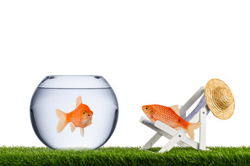 fish freedom concept