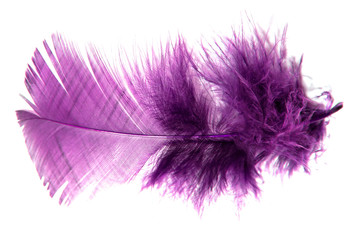 plume violette