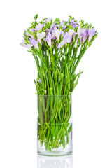 Lilac freesia flowers in the vase
