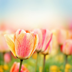 Spring tulip flowers - 61798468