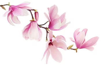Gordijnen Roze lente magnolia bloemen tak © Acik