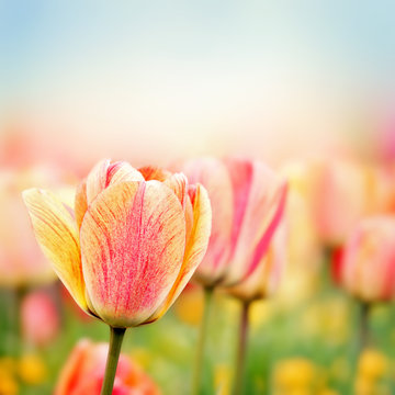 Fototapeta Wiosenne kwiaty tulipanów