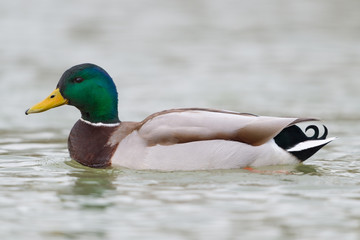 Stockente, Mallard, Anas platyrhynchos