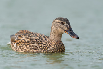 Stockente, Mallard, Anas platyrhynchos