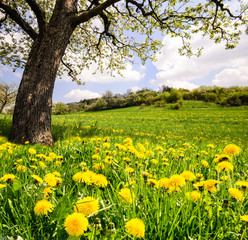 Auszeit im Frühling: Löwenzahnwiese unter blühendem Kirschbaum