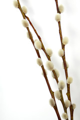 Twigs of the willow © Tomashko
