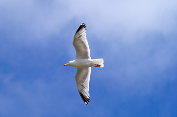 Mouette en vol