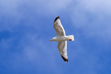 Mouette en vol