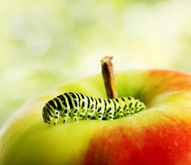 Green caterpillar on red apple